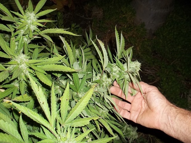 cannabis-364565_960_720