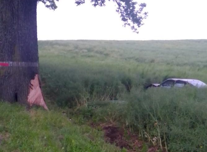 Водитель иномарки врезался в дерево близ Нестерова и едва не погубил три жизни
