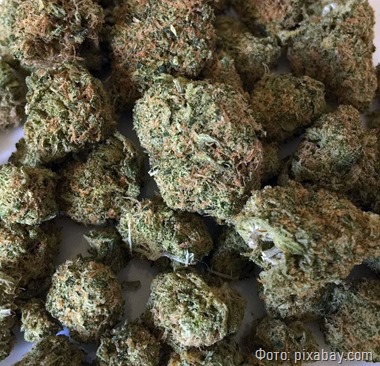 8 граммов марихуаны стоили калининградцу 9 лет колонии строгого режима