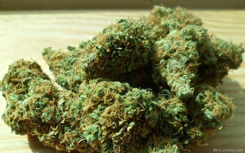 Житель Балтийска продал килограмм марихуаны и получил 10-летний приговор