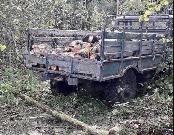 Черные лесорубы задержаны в Полесском лесничестве