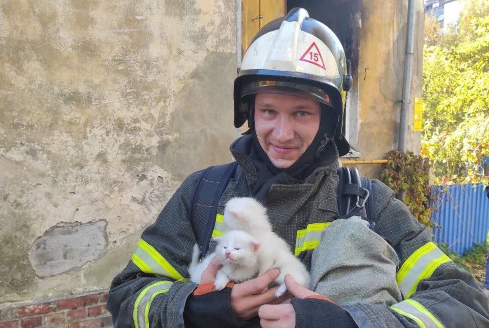 В Зеленоградске из огня спасли трёх котят