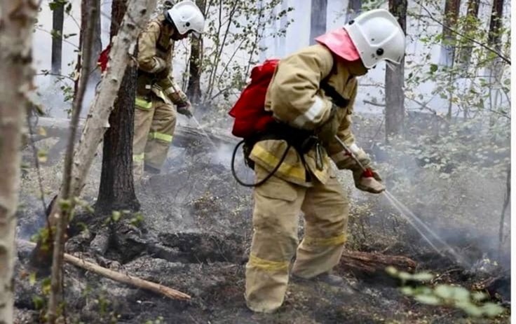 В Калининградской области приняли меры по защите лесов от пожаров