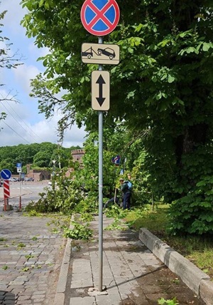 СК проводит проверку по факту падения дерева на девушку в Калининграде