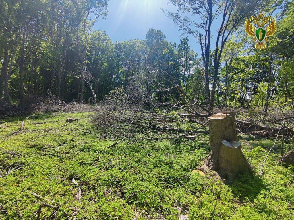 В Неманском районе возбудили дело о незаконной рубке леса на 226 тысяч В Неманском районе возбудили дело о незаконной рубке леса на 226 тысяч