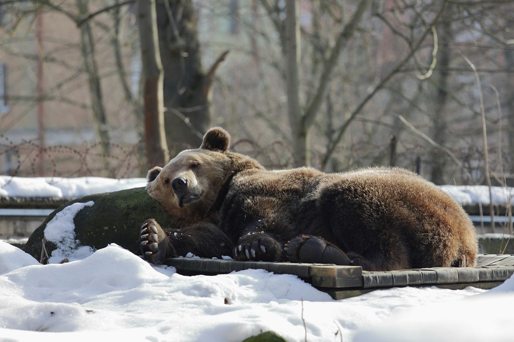Калининградский зоопарк засыпает: медведи ушли в спячку Калининградский зоопарк засыпает: медведи ушли в спячку