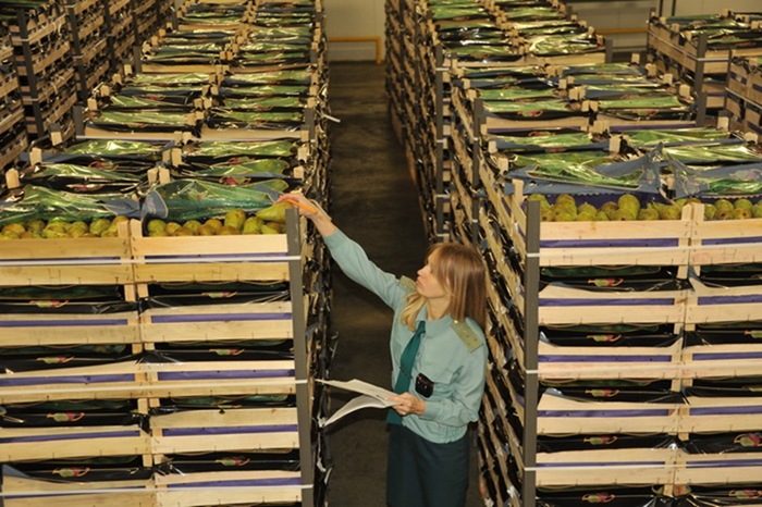 За неделю в Калининградскую область ввезли более 41 тысячи тонн растительной продукции