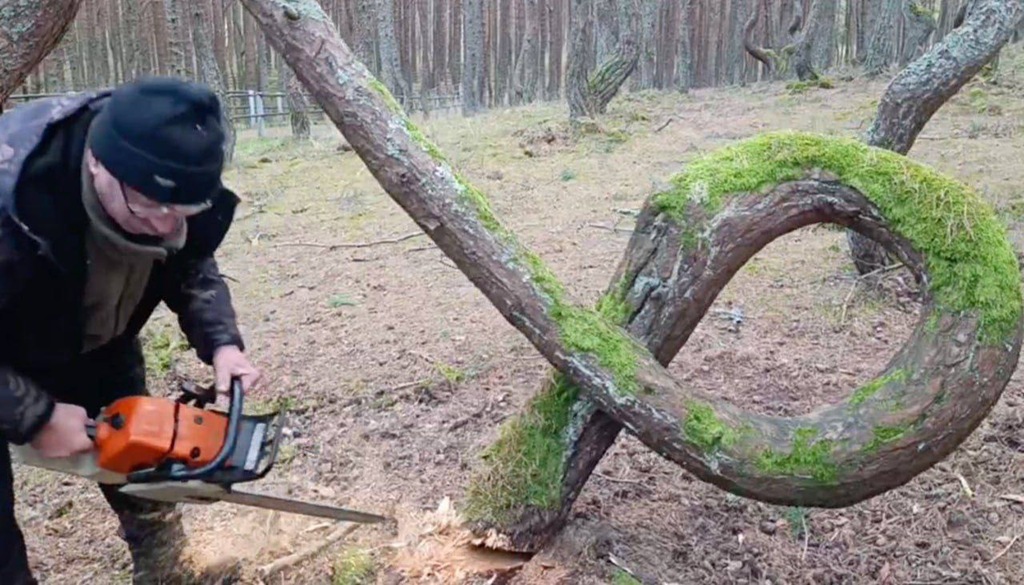 Главный символ &laquo;Танцующего леса&raquo; на Куршской косе утрачен из-за шторма