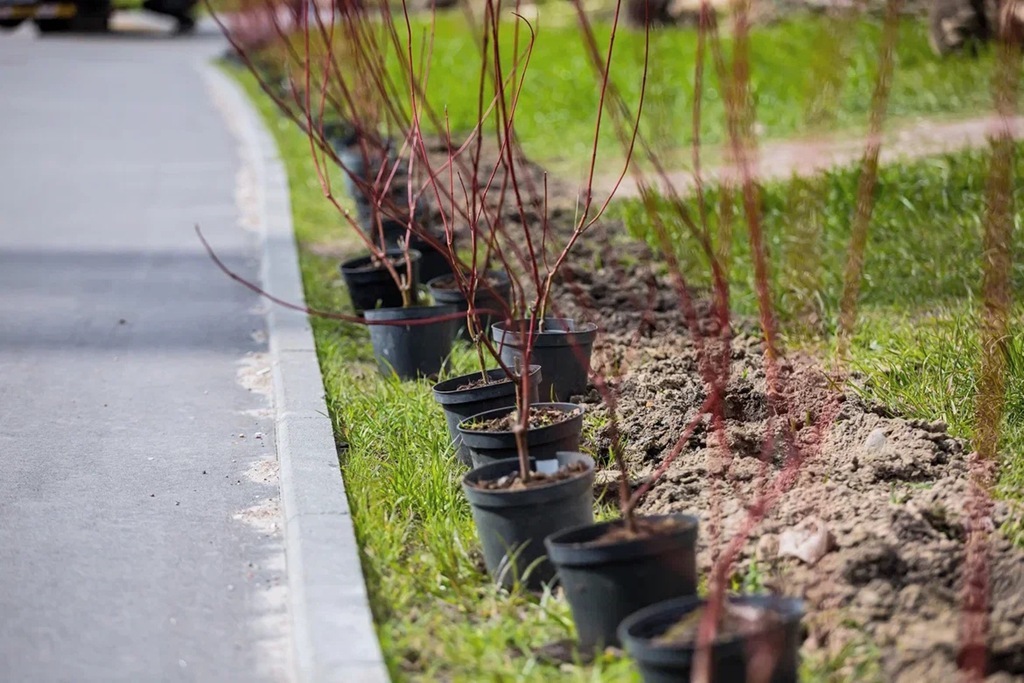 В Калининградской области высадят почти 7 тысяч деревьев взамен утраченных В Калининградской области высадят почти 7 тысяч деревьев взамен утраченных