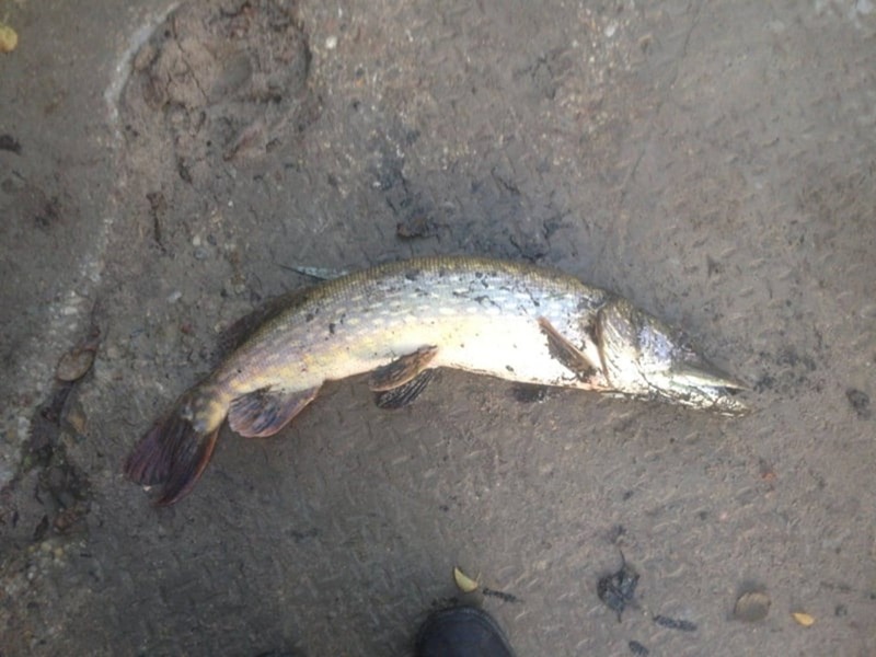 Рыбнадзор предупреждает: с 1 марта в Калининградской области начинается запрет на ловлю щуки