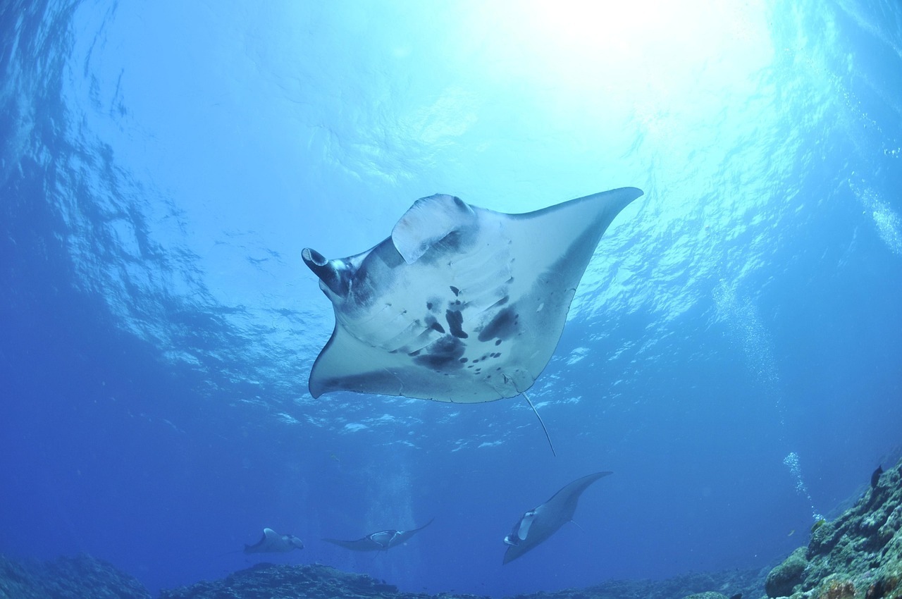 Фото: uccisea1970 / pixabay.com